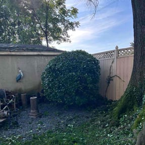 Bush Trimming by Discount Mowing reviewed on November 27, 2022