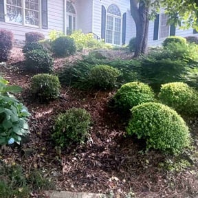 Bush Trimming by Mow Pro reviewed on August 6, 2025