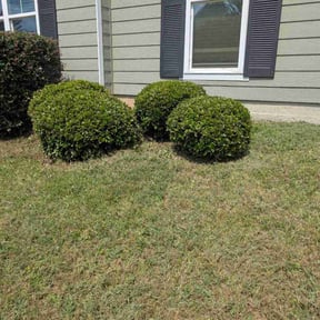 Bush Trimming by MY LANDSCAPER reviewed on August 2, 2024