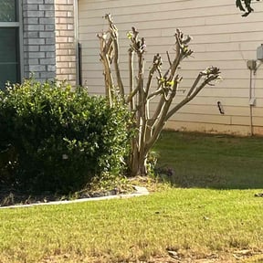 Bush Trimming by Green Gods LLC reviewed on March 12, 2025