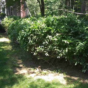 Bush Trimming by Garnett Lawn and landscaping reviewed on May 21, 2022