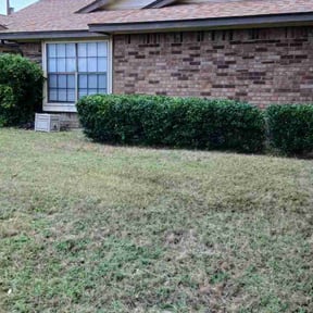 Bush Trimming by BSM & Co. Landscaping reviewed on May 30, 2022