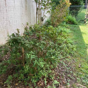 Bush Trimming by Meredith's Landscaping LLC reviewed on April 25, 2025