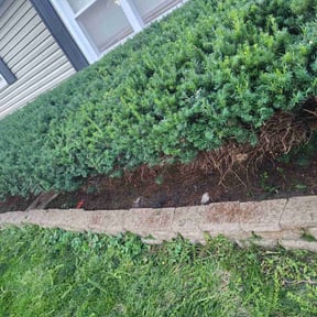 Bush Trimming by Yanez Brothers Landscaping reviewed on May 31, 2025