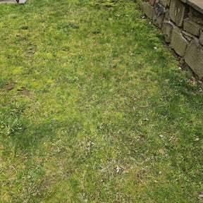 Leaf Removal by The Kadyebo way reviewed on June 23, 2022