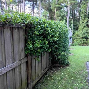 Bush Trimming by R Schaab cutters reviewed on August 8, 2024