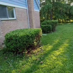 Bush Trimming by Beauty of Nature lawncare reviewed on June 25, 2022