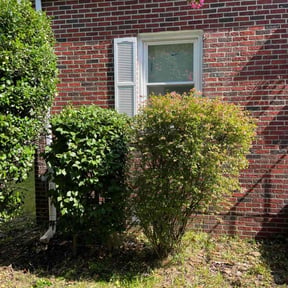 Bush Trimming by Royalty Lawn and Garden INC reviewed on July 13, 2025