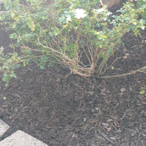 Mulching by Paint by Ponch reviewed on April 29, 2021