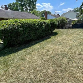 Bush Trimming by Supreme Home Services reviewed on May 12, 2022