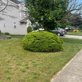 Bush Trimming by Will's Sharp Edge Cutz reviewed on June 17, 2022