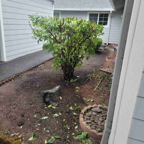 Bush Trimming by A-Z Land Care reviewed on July 30, 2025