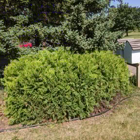 Bush Trimming by Fresh Cut Lawn Care & Property Services, LLC reviewed on June 22, 2022