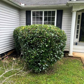 Bush Trimming by A Couple of Guys reviewed on July 20, 2022