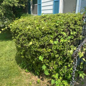 Bush Trimming by LSLTDallas/FortWorthTruGreen reviewed on June 28, 2025