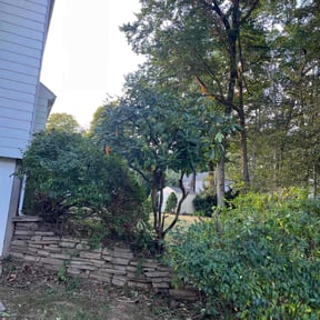 Bush Trimming by ProCleaning reviewed on June 20, 2022