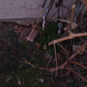 Flower Bed Weeding by Jeffrey Scanlan reviewed on July 25, 2022