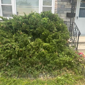 Bush Trimming by Midwest Ecoscapes reviewed on July 7, 2022