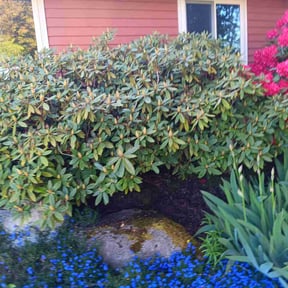 Bush Trimming by Handsome Boy’s LLC reviewed on June 9, 2022