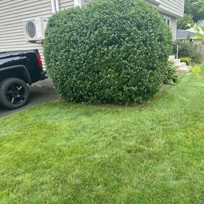 Bush Trimming by Champion Lawn Services reviewed on October 11, 2021