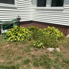 Bush Trimming by Greenview Lawn Solutions llc reviewed on August 4, 2022