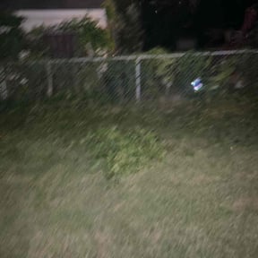 Bush Trimming by MARS reviewed on November 9, 2024