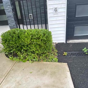 Bush Trimming by 5280 Lawns Llc reviewed on July 28, 2022