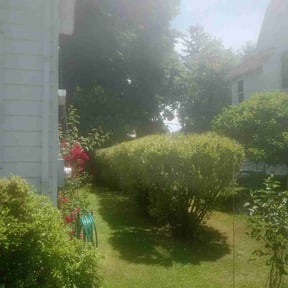 Bush Trimming by Swift Cleaners and Things reviewed on June 20, 2024