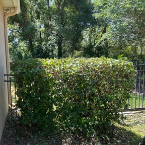 Bush Trimming by Top coat painting & home solutions llc reviewed on June 13, 2022