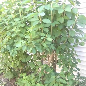 Bush Trimming by BLC3 LLC / Turf Guys reviewed on June 8, 2022