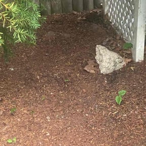 Leaf Removal by Hhgggg reviewed on April 12, 2022