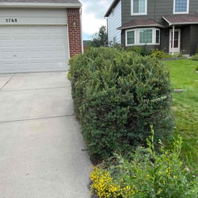 Bush Trimming by Fischer &amp; Sons Lawn Services reviewed on June 18, 2024