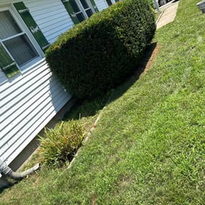 Bush Trimming by Murray Services reviewed on July 21, 2022