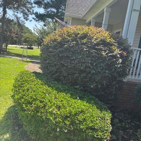 Bush Trimming by Sky Lawns reviewed on February 17, 2025