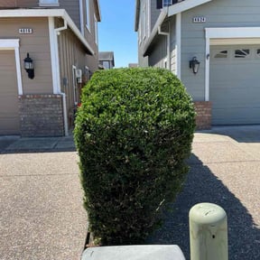 Bush Trimming by Fresh cutts reviewed on April 24, 2022