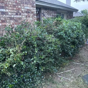 Bush Trimming by Walker and Walker Ltd. Co reviewed on March 2, 2025