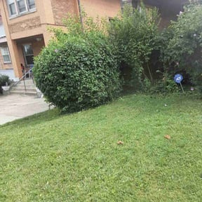 Bush Trimming by Paul and Paul lawn service and landscaping reviewed on February 17, 2022