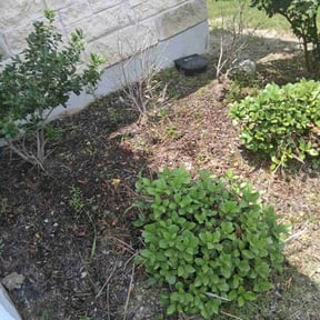 Weeding by Before&AfterLawncare..... Rachael Toles reviewed on June 23, 2022