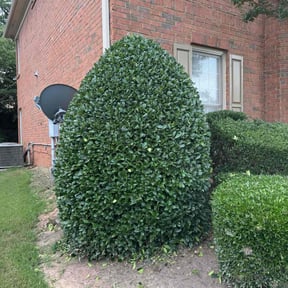 Bush Trimming by Gauer landscaping llc reviewed on July 22, 2022