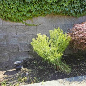 Bush Trimming by Mama maintenance reviewed on June 9, 2022