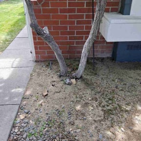 Cleanups by Vegas Lawn Guru reviewed on December 1, 2024