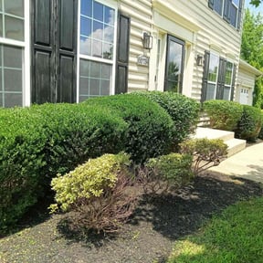 Bush Trimming by Caesar’s Premier Landscaping reviewed on July 8, 2022