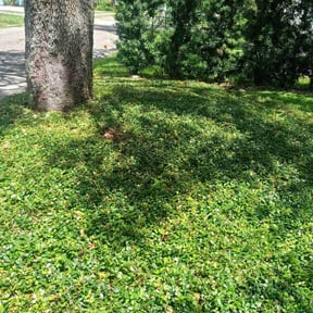 Flower Bed Weeding by Felicianos Lawn Maintenance LLC reviewed on June 11, 2025