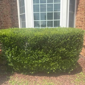 Bush Trimming by Katos lawn service reviewed on August 4, 2022