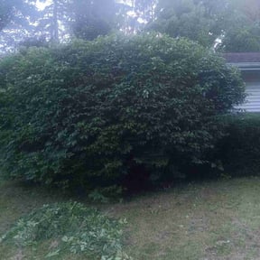 Bush Trimming by Fresh Cuts Lawn Service reviewed on June 10, 2022