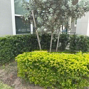Bush Trimming by Blazin Scapes LLC reviewed on February 26, 2025