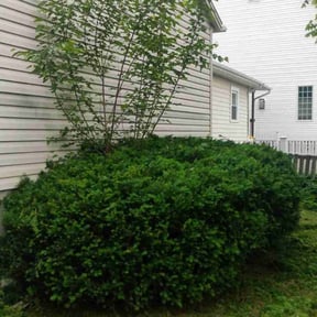 Bush Trimming by Revive and Thrive Properties reviewed on July 5, 2025