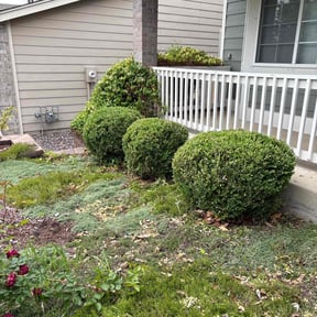 Bush Trimming by Shane Ray reviewed on May 7, 2023