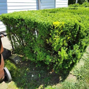 Bush Trimming by Krispy Kutz Landscaping & More reviewed on September 5, 2024