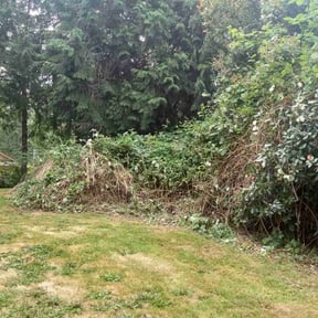 Bush Trimming by Washington's No Limit Lawn & Garden reviewed on August 9, 2021